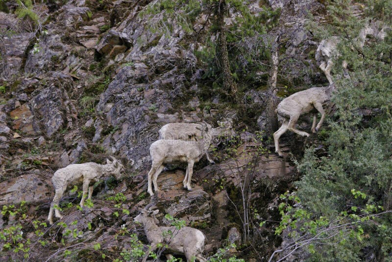 Bighorn sheep Temporal range: 0.7â€“0 Ma PreÐ„Ð„OSDCPTJKPgN â†“ Early Pleistocene â€“ recent New Mexico Bighorn Sheep.JPG Male ram, Wheeler Peak, New Mexico Bighorn sheep Ovis canadensis.JPG Female ewe, Greater Vancouver Zoo Conservation status Least Concern IUCN 3.1[1] Scientific classification edit Kingdom:	Animalia Phylum:	Chordata Class:	Mammalia Order:	Artiodactyla Family:	Bovidae Subfamily:	Caprinae Genus:	Ovis Species:	O. canadensis Binomial name Ovis canadensis Shaw, 1804 Bighorn Sheep Ovis canadensis distribution map topo 2 Bighorn sheep range[2][3] Synonyms O. cervina Desmarest O. montana Cuvier[4] The bighorn sheep Ovis canadensis[5] is a species of sheep native to North America[6] named for its large horns. These horns can weigh up to 14 kg 30 lb, while the sheep themselves weigh up to 140 kg 300 lb.[7] Recent genetic testing indicates three distinct subspecies of Ovis canadensis,. Bighorn sheep Temporal range: 0.7â€“0 Ma PreÐ„Ð„OSDCPTJKPgN â†“ Early Pleistocene â€“ recent New Mexico Bighorn Sheep.JPG Male ram, Wheeler Peak, New Mexico Bighorn sheep Ovis canadensis.JPG Female ewe, Greater Vancouver Zoo Conservation status Least Concern IUCN 3.1[1] Scientific classification edit Kingdom:	Animalia Phylum:	Chordata Class:	Mammalia Order:	Artiodactyla Family:	Bovidae Subfamily:	Caprinae Genus:	Ovis Species:	O. canadensis Binomial name Ovis canadensis Shaw, 1804 Bighorn Sheep Ovis canadensis distribution map topo 2 Bighorn sheep range[2][3] Synonyms O. cervina Desmarest O. montana Cuvier[4] The bighorn sheep Ovis canadensis[5] is a species of sheep native to North America[6] named for its large horns. These horns can weigh up to 14 kg 30 lb, while the sheep themselves weigh up to 140 kg 300 lb.[7] Recent genetic testing indicates three distinct subspecies of Ovis canadensis,