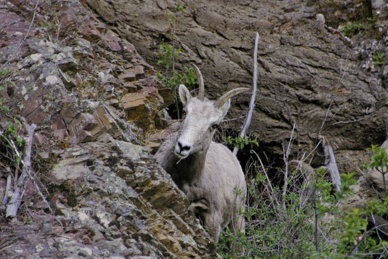 Bighorn sheep Temporal range: 0.7â€“0 Ma PreÐ„Ð„OSDCPTJKPgN â†“ Early Pleistocene â€“ recent New Mexico Bighorn Sheep.JPG Male ram, Wheeler Peak, New Mexico Bighorn sheep Ovis canadensis.JPG Female ewe, Greater Vancouver Zoo Conservation status Least Concern IUCN 3.1[1] Scientific classification edit Kingdom:	Animalia Phylum:	Chordata Class:	Mammalia Order:	Artiodactyla Family:	Bovidae Subfamily:	Caprinae Genus:	Ovis Species:	O. canadensis Binomial name Ovis canadensis Shaw, 1804 Bighorn Sheep Ovis canadensis distribution map topo 2 Bighorn sheep range[2][3] Synonyms O. cervina Desmarest O. montana Cuvier[4] The bighorn sheep Ovis canadensis[5] is a species of sheep native to North America[6] named for its large horns. These horns can weigh up to 14 kg 30 lb, while the sheep themselves weigh up to 140 kg 300 lb.[7] Recent genetic testing indicates three distinct subspecies of Ovis canadensis,. Bighorn sheep Temporal range: 0.7â€“0 Ma PreÐ„Ð„OSDCPTJKPgN â†“ Early Pleistocene â€“ recent New Mexico Bighorn Sheep.JPG Male ram, Wheeler Peak, New Mexico Bighorn sheep Ovis canadensis.JPG Female ewe, Greater Vancouver Zoo Conservation status Least Concern IUCN 3.1[1] Scientific classification edit Kingdom:	Animalia Phylum:	Chordata Class:	Mammalia Order:	Artiodactyla Family:	Bovidae Subfamily:	Caprinae Genus:	Ovis Species:	O. canadensis Binomial name Ovis canadensis Shaw, 1804 Bighorn Sheep Ovis canadensis distribution map topo 2 Bighorn sheep range[2][3] Synonyms O. cervina Desmarest O. montana Cuvier[4] The bighorn sheep Ovis canadensis[5] is a species of sheep native to North America[6] named for its large horns. These horns can weigh up to 14 kg 30 lb, while the sheep themselves weigh up to 140 kg 300 lb.[7] Recent genetic testing indicates three distinct subspecies of Ovis canadensis,