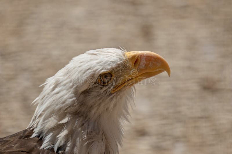 skallig ?rnprofil f?r american arkivbilder skallig ?rnprofil f?r american arkivbilder