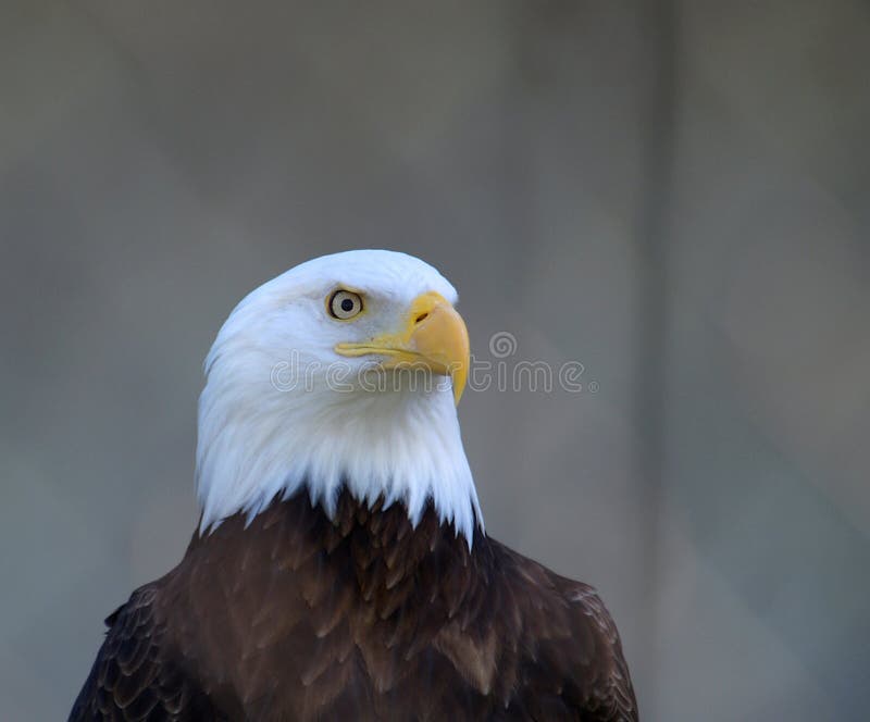 skallig örnstående för american royaltyfria bilder skallig örnstående för american royaltyfria bilder