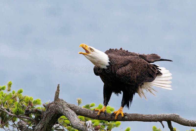 Skalliga Eagle Screaming, British Columbia, Kanada royaltyfri foto Skalliga Eagle Screaming, British Columbia, Kanada royaltyfri foto