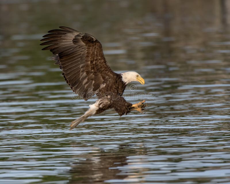 Skalliga Eagle som förbereder sig att gripa en fisk royaltyfria foton Skalliga Eagle som förbereder sig att gripa en fisk royaltyfria foton