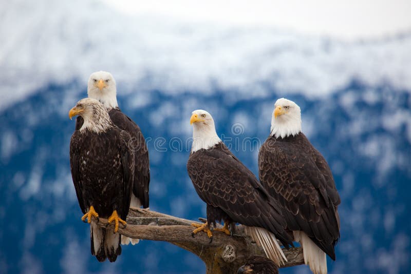 A photo of 4 American Bald Eagles on a perch. The photo was taken in Homer, Alaska. A photo of 4 American Bald Eagles on a perch. The photo was taken in Homer, Alaska.