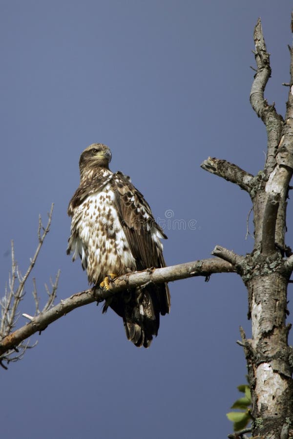 skalligt perched omoget för örn arkivbilder skalligt perched omoget för örn arkivbilder