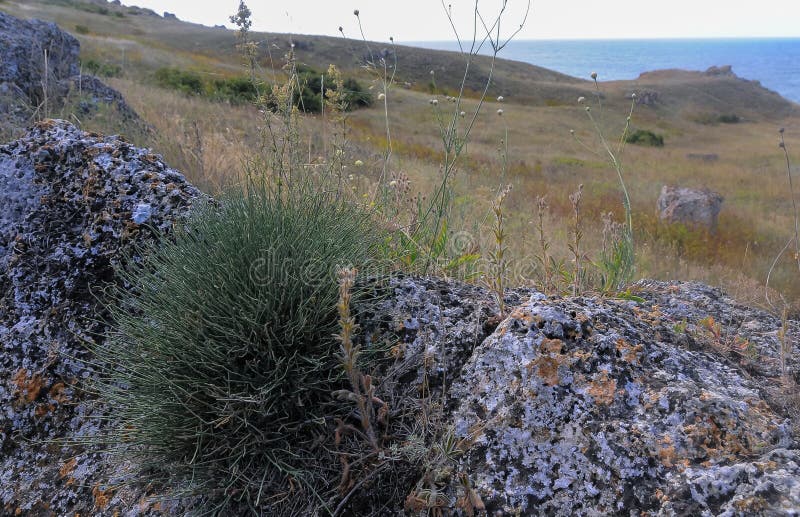 Skalstenar och klippor på kazantipstepplandskapet med särskild flora och fauna (östra crimea) arkivbilder
