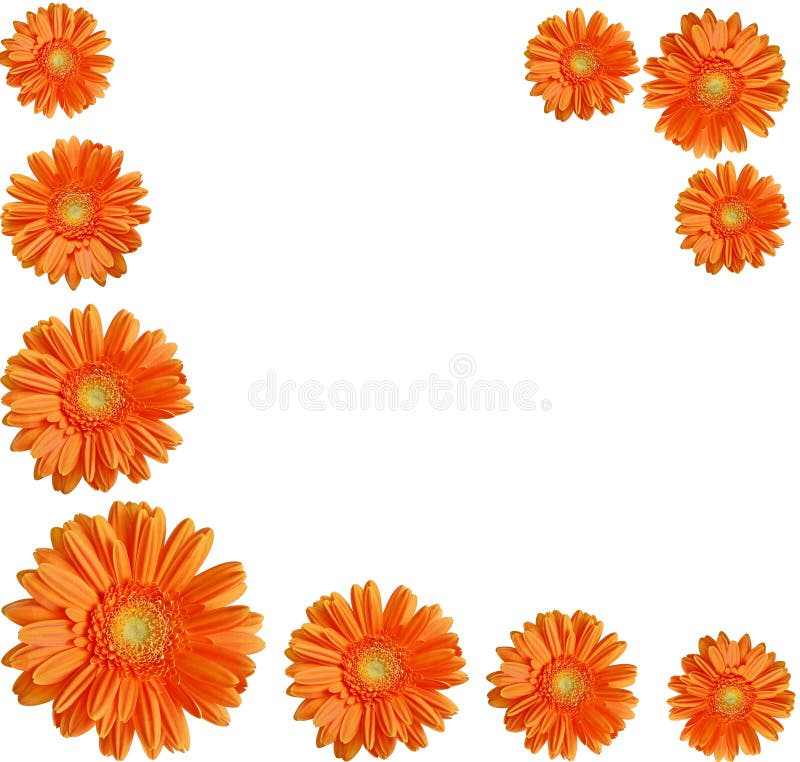 skapa orangen för blommaramgerber royaltyfri foto skapa orangen för blommaramgerber royaltyfri foto