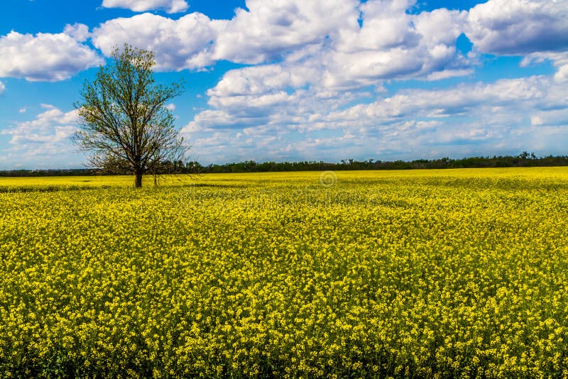 Skarpt brett vinkelskott av det härliga ljusa gula blomningfältet av Canolaväxter med moln och blå himmel. royaltyfri bild