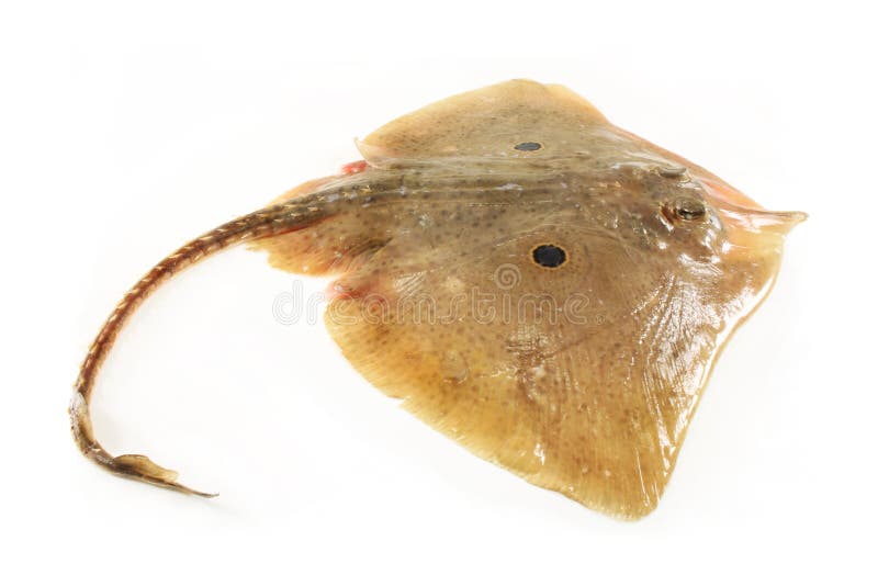 Skate fish