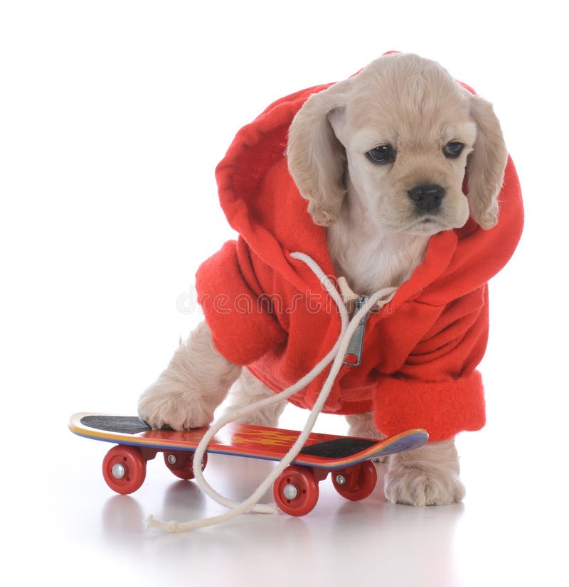 American cocker spaniel skateboarding puppy wearing red jacket on white background. American cocker spaniel skateboarding puppy wearing red jacket on white background