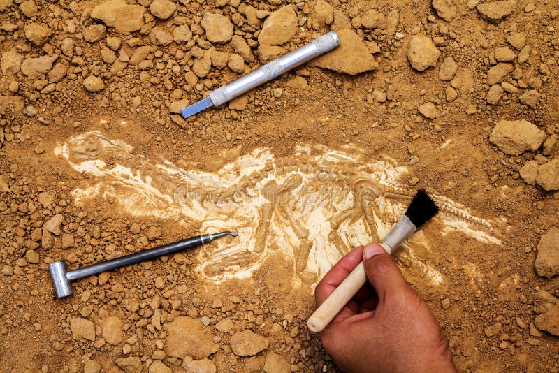 Skelet en archeologische hulpmiddelen De opleiding voor graaft fossiel Simula stock foto's Skelet en archeologische hulpmiddelen De opleiding voor graaft fossiel Simula stock foto's