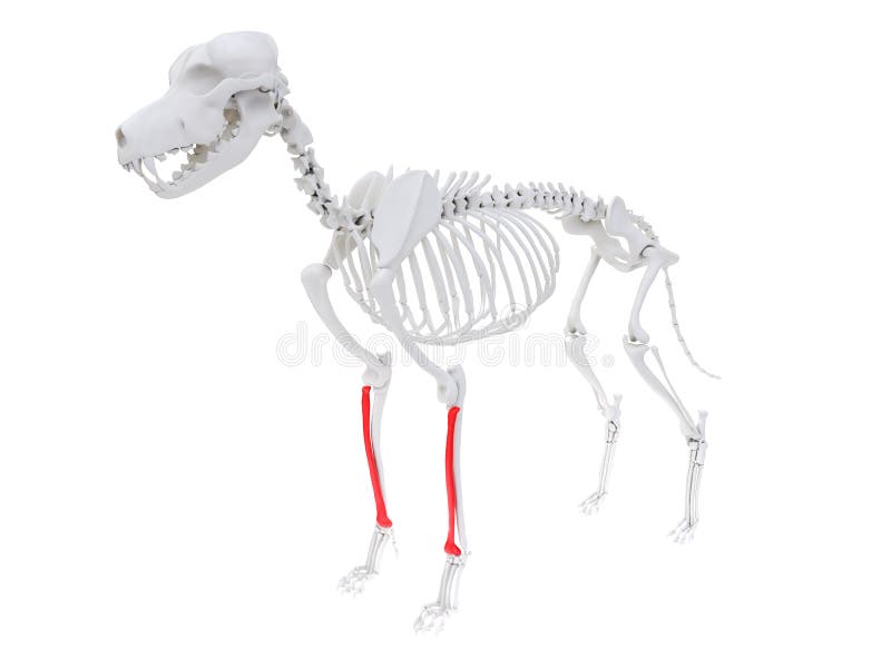 Skeletal anatomy - radius stock illustration