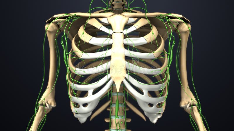 Skeletal Bones Ribs With Lymph Nodes