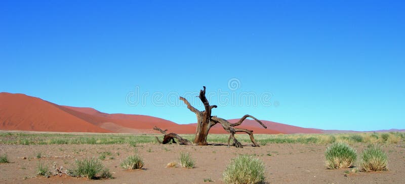 Skeletal carcase of dead tree