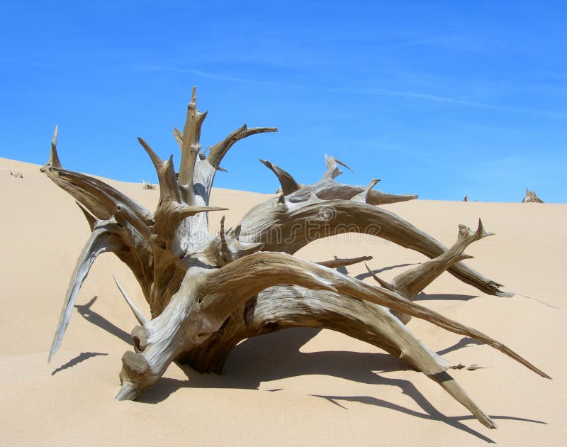 Skeletal carcase of dead tree