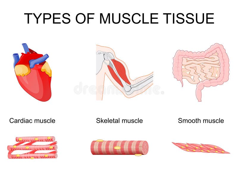 Muscular Tissue Skeletal Smooth And Cardiac Muscle Muscular Tissue Skeletal Smooth And Cardiac Muscle