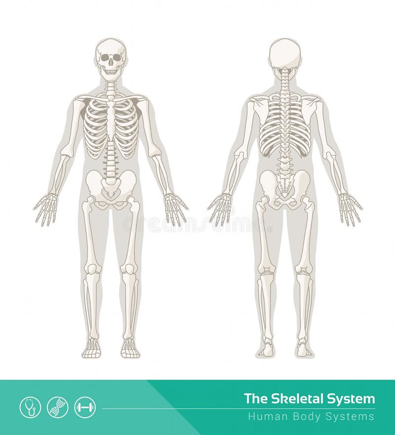 blank skeletal system