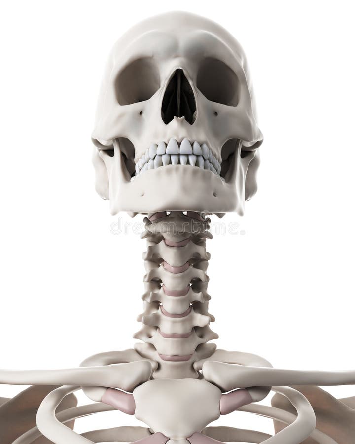 skeleton neck diagrams skeleton neck diagrams