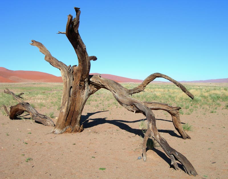 Riarsa scheletrico albero e le dune di sabbia del deserto del Kalahari in Namibia, Africa.