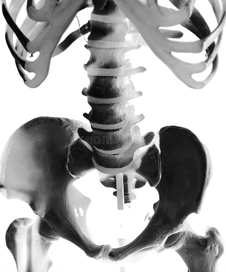 Skeleton royalty free stock photography