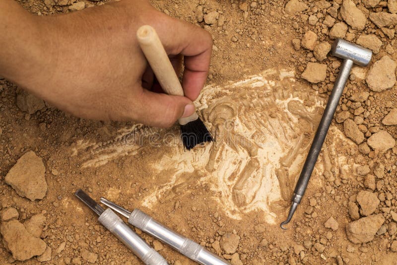 Skeleton and archaeological tools.Training for dig fossil.Simula