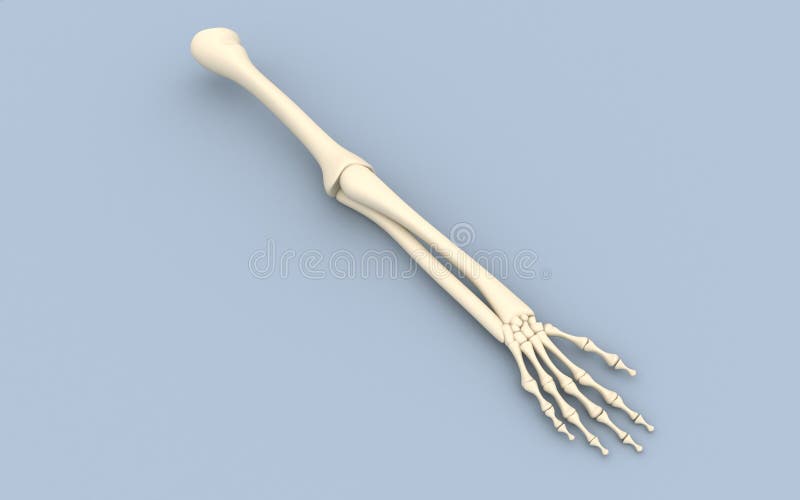 Skeleton arm stock photo. Image of warning, skelton, still - 29462182