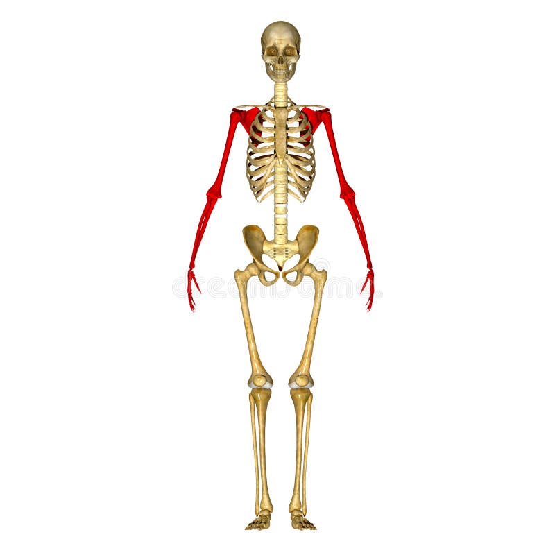 Skeleton Bones Of The Arm And Hand Stock Illustration - Image: 44721016