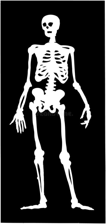 Skeleton Cartoon Vector Clipart Stock Vector - Illustration of