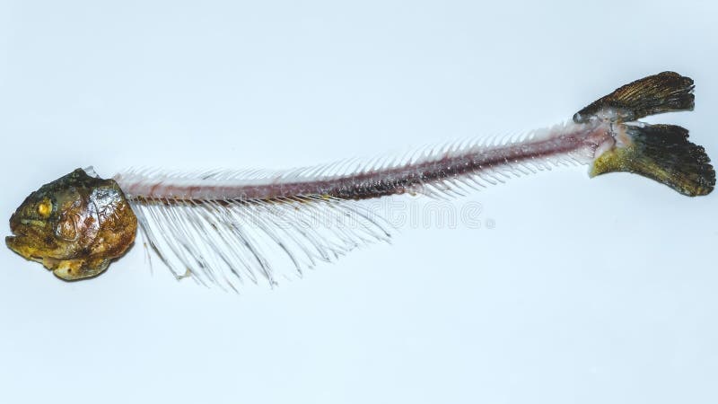 Skeleton Of Fish Stock Photo Image Of Skeleton Death 113645314