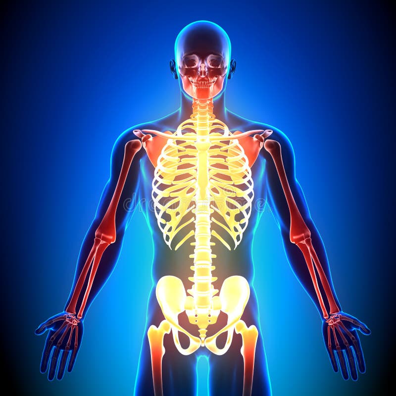 Skeleton Front - Anatomy Bones Stock Illustration - Illustration of