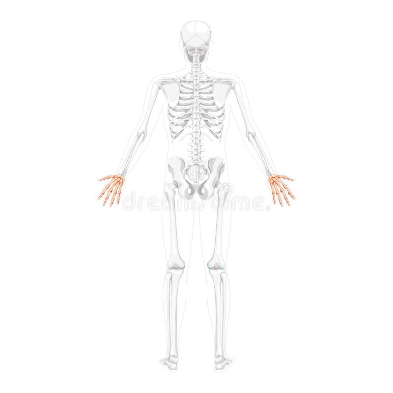Human skeleton character in different poses Vector Image
