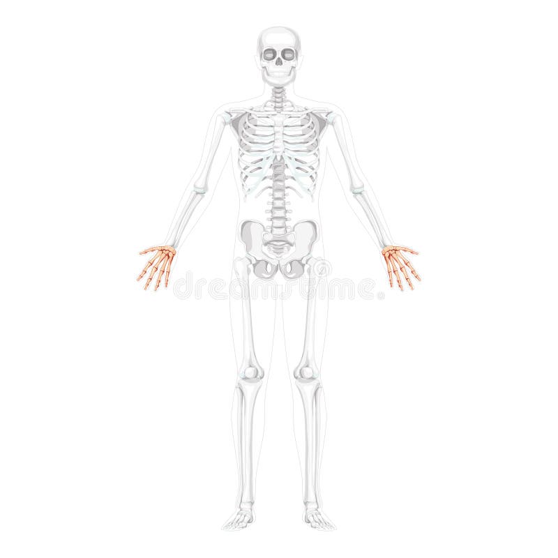Skeletons and Arm Muscles! - Deiv Calviz - Illustrations, Concept Art,  Graphics, Interface Design