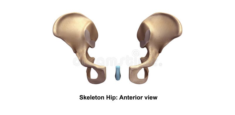 Skeleton Hip Anterior View Stock Illustration Illustration Of