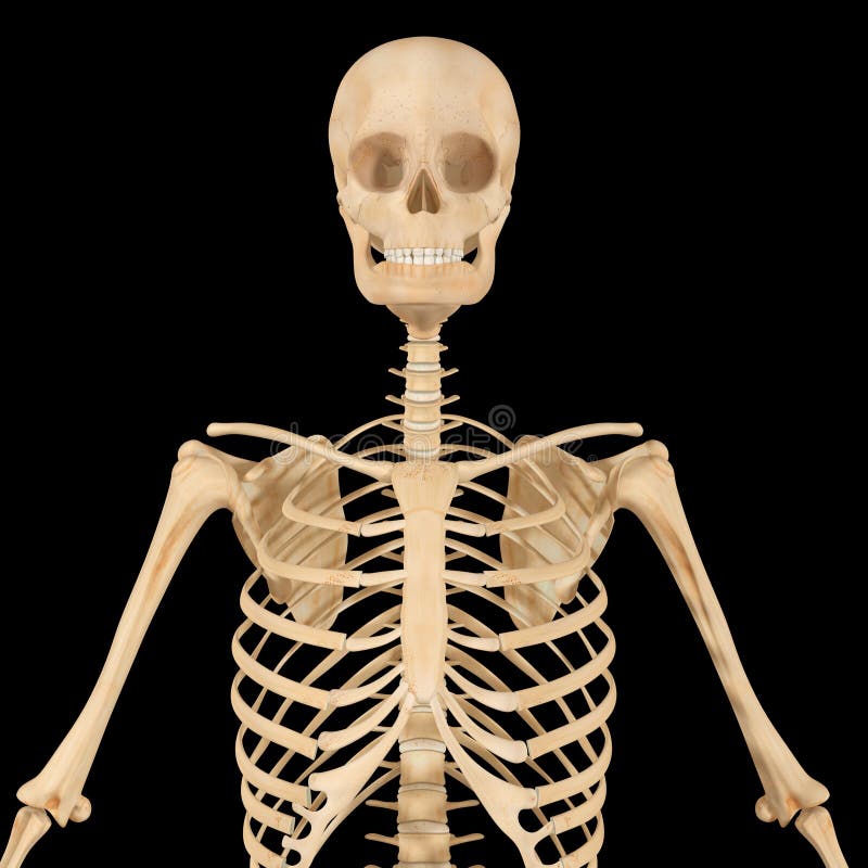 Skeleton stock illustration. Illustration of bone, full - 45342663