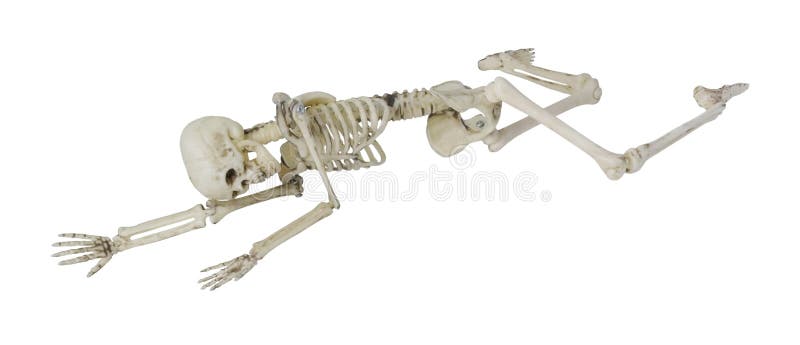 Skeleton Laying Partially Prone and Sideways