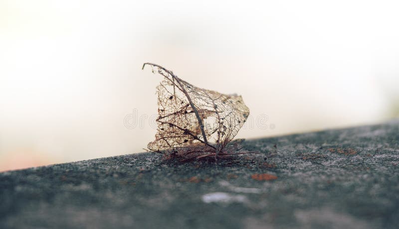 The skeleton of the leaf lies on the edge of the paving slabs, the background in defocus. Soft selective selective focus