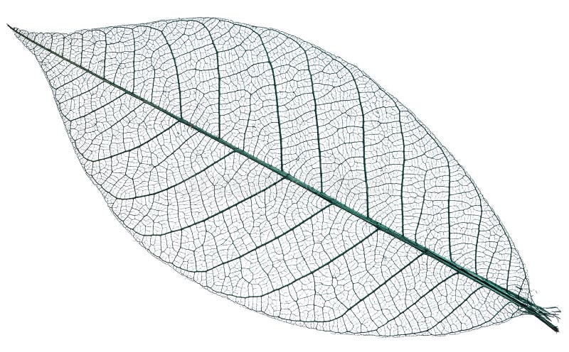 Skeleton of leaf on a white background.