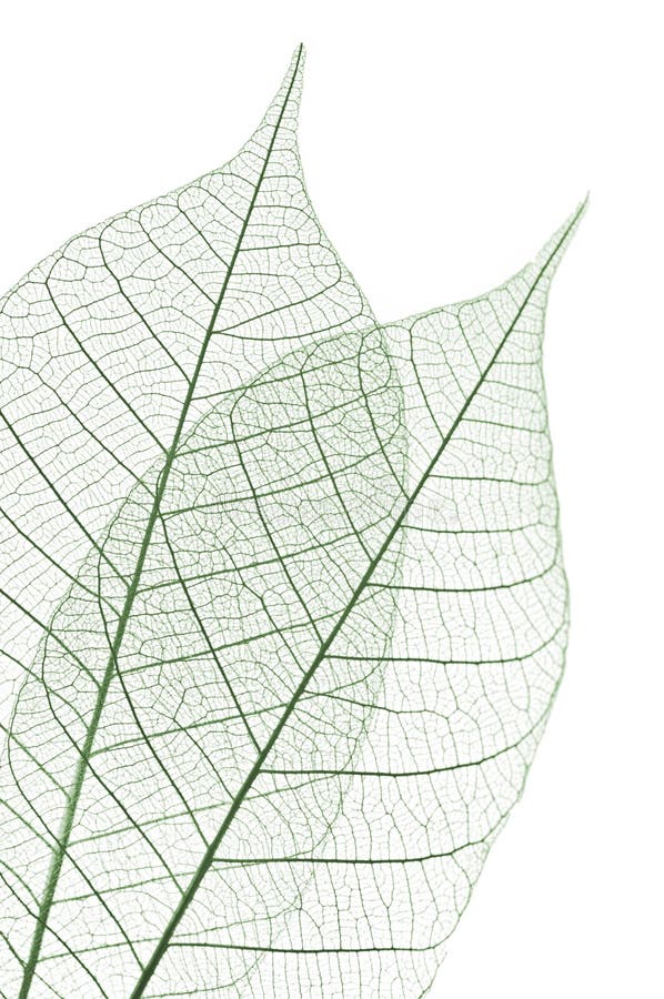 67+ Skeleton leaves Free Stock Photos StockFreeImages