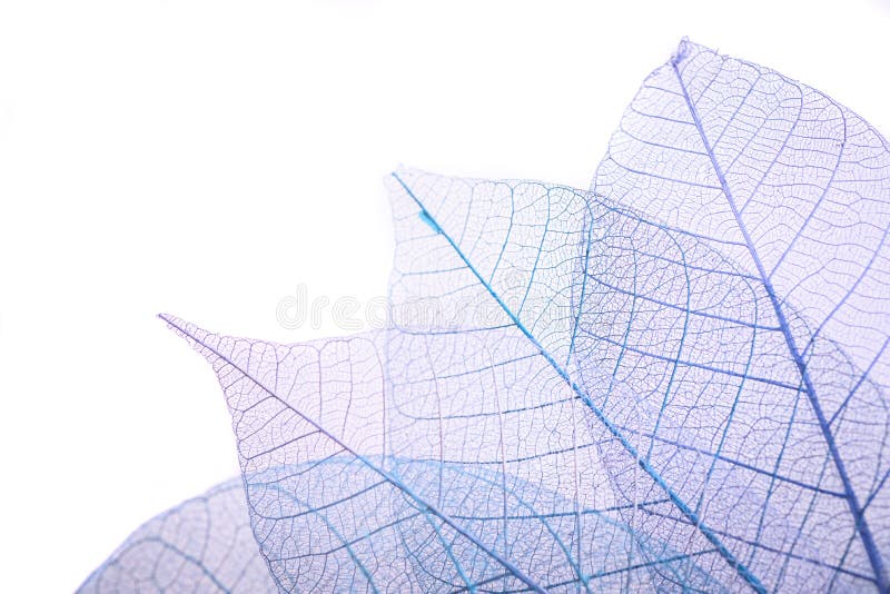 Group of skeleton leaves on blured background, close up