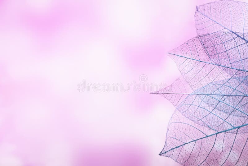 Group of pink skeleton leaves on blured background, close up