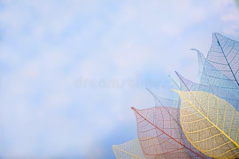 Group of skeleton leaves on blured background, close up