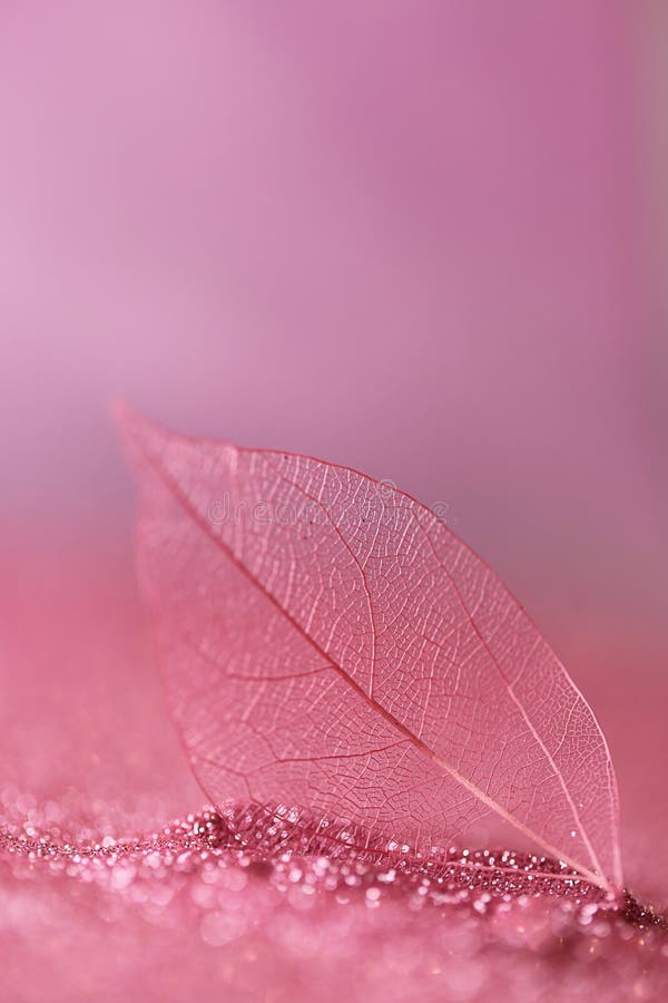 Skeleton  Pink Leaf in Pink Glow Glitter on a Light Pink  Background Stock Photo - Image of plant, bokeh: 214335038