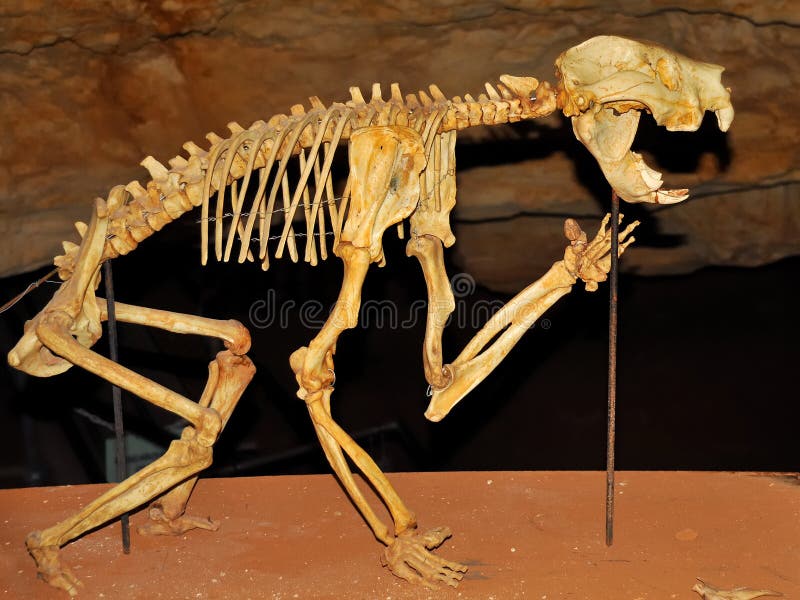 Skeleton of a Marsupial Lion in a cave