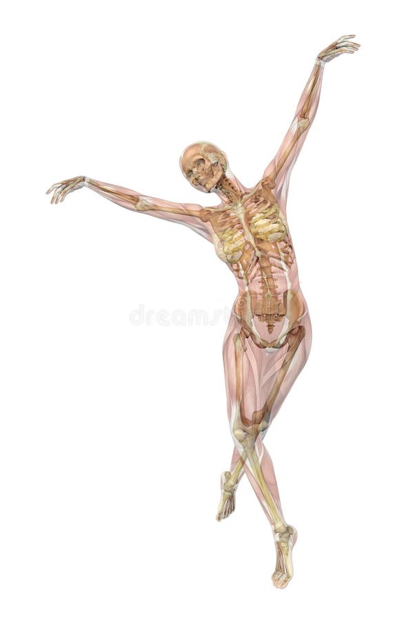 Yoghurt Reproducere Institut Ballet Skeleton Stock Illustrations – 64 Ballet Skeleton Stock  Illustrations, Vectors & Clipart - Dreamstime