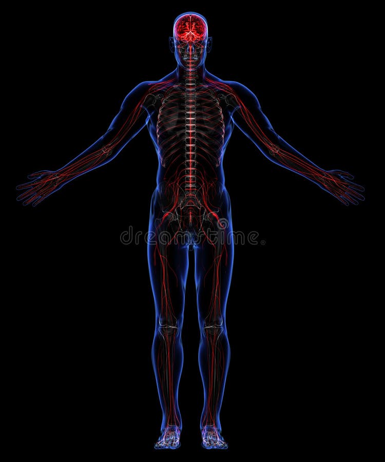 Skeleton And Nervous System Stock Illustration - Illustration of