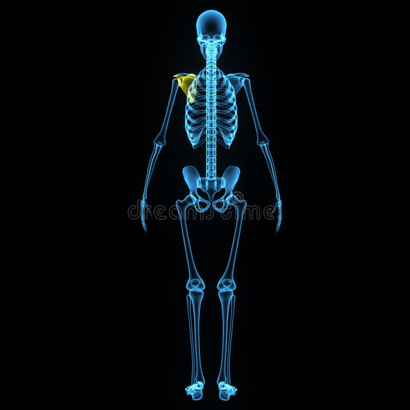 blade & bones blade & bones