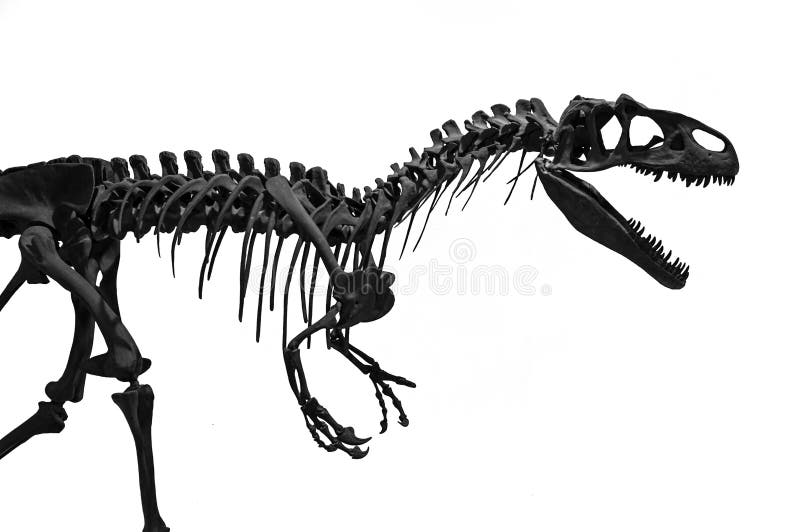 skeleton of a tyrannosaurus rex