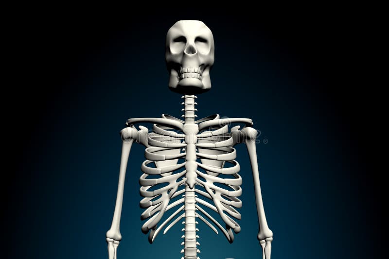 Skeletons stock illustration