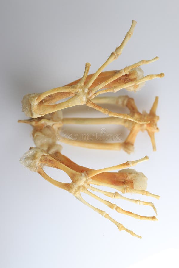 Skeletons frog bones in a laboratory. stock images
