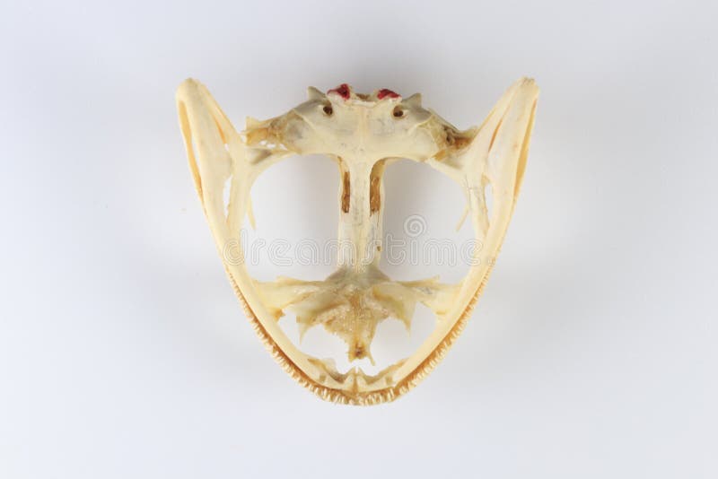 Skeletons frog bones in a laboratory. stock photography