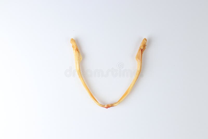 Skeletons frog bones in a laboratory. royalty free stock photos